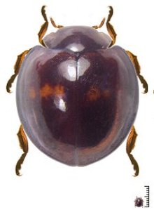 Chilocorus_bipustulatus