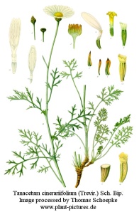tanacetum_cinerariifolium